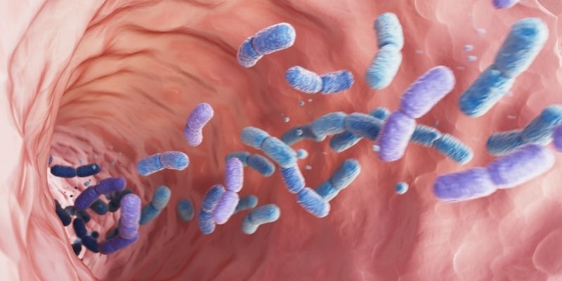 Digestion, immunité, stress : de quel probiotique votre corps a-t-il vraiment besoin ?