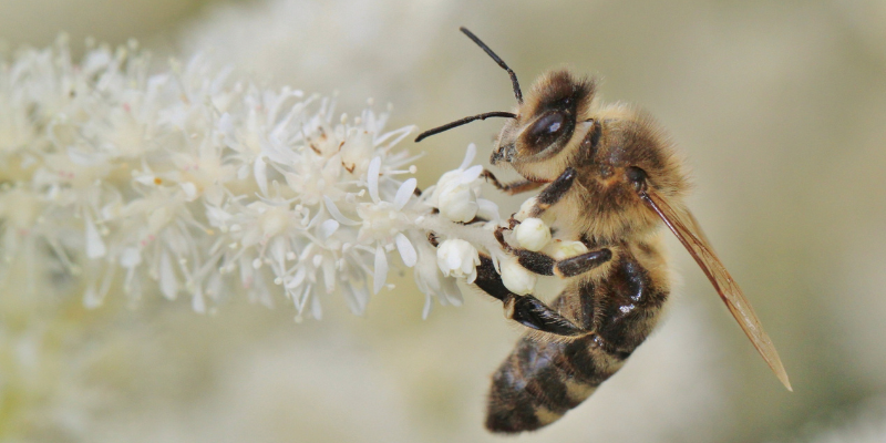 Les bienfaits insoupçonnés des abeilles sur votre santé et la nature