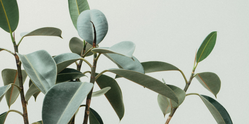 C’est la rentrée des Plantes !