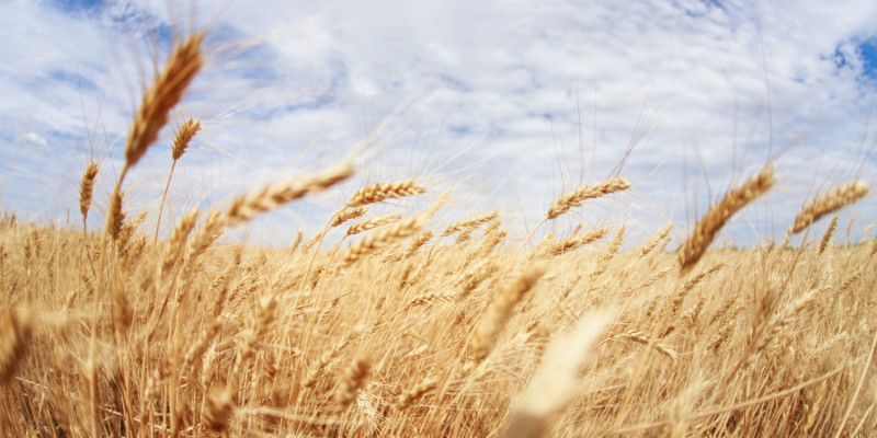 Coup d'oeil sur le salon de l'agriculture !