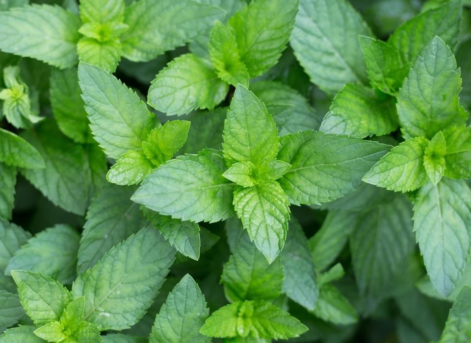 Actif Menthe poivrée Nutrivie