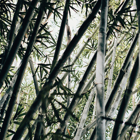 Mimikaki Gratte-oreilles en Bambou